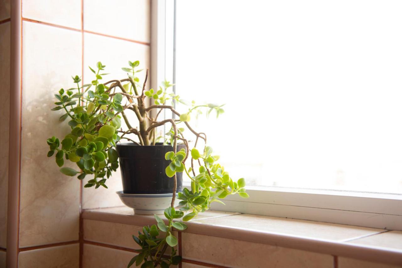 Central Apartment Timisoara Ngoại thất bức ảnh